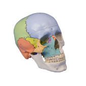 Skeleton model