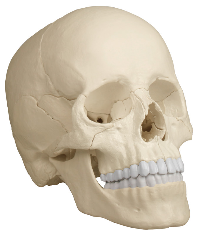 Osteopathic skull model 22 parts anatomical version R4701 Erler ...