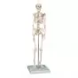 Mini-Skeleton W10530