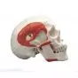 TMJ Human Skull, A24