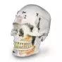 Deluxe Human Dental Skull, A27