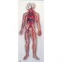 Circulatory System G30
