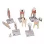 Set of 5 tooth models D10