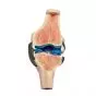 Knee Joint - Cutaway view W19006