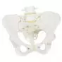 Female pelvic skeleton A61