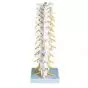 Thoracic Spinal Column A73