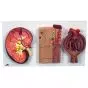 Kidney, Nephrons and Blood Vessels, Renal Corpuscle - Anatomical Model K11