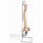Didactic flexible Spine A59/1