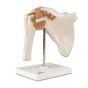 Functional Shoulder Joint A80