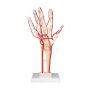 Hand Skeleton with Arteries M17