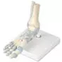 Modèle de squelette du pied avec ligaments M34 3B Scientific