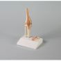 Miniature knee joint with cross section Erler Zimmer