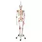 SAM, Deluxe Human Skeleton Sam, flexible with muscles origins and insertion and ligaments, A13/1