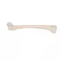 Femur, right A35/1R