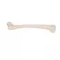 Femur, right A35/1R