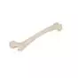 Femur, right A35/1R