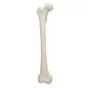 Femur, right A35/1R