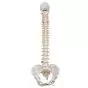 Flexible calssic spine with female pelvis A58/4