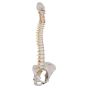 Flexible calssic spine with female pelvis A58/4