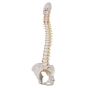 Flexible calssic spine with female pelvis A58/4