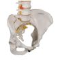 Flexible calssic spine with female pelvis A58/4
