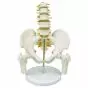 5-piece Pelvis with lumbar vertebrae and femur heads - Mediprem