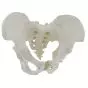 Female pelvis with removable sacrum - Mediprem