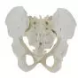 Female pelvis with removable sacrum - Mediprem