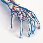 Arm model with vascular system W19019