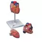 Heart Model G10