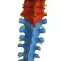 Mediprem Didactic Spine Model with Flexible Pelvis