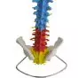 Mediprem Didactic Spine Model with Flexible Pelvis