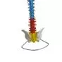 Mediprem Didactic Spine Model with Flexible Pelvis