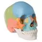 Adult Human Skull - Didactic Coloured Version, 22 part A291