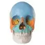 Adult Human Skull - Didactic Coloured Version, 22 part A291