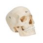 BONElike™ Human Bony Skull, 6 part A281