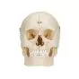 BONElike™ Human Bony Skull, 6 part A281