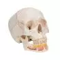 Classic Human Skull, with Open Lower Jaw A22