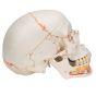 Classic Human Skull with Opened Lower Jaw, A22/1