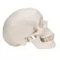 Classic Human Skull A20