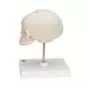 Fetal Skull model, natural cast, 30th week of pregnancy, on stand A26