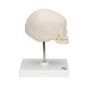 Fetal Skull model, natural cast, 30th week of pregnancy, on stand A26