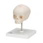 Fetal Skull model, natural cast, 30th week of pregnancy, on stand A26