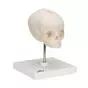 Fetal Skull model, natural cast, 30th week of pregnancy, on stand A26