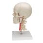BONElike™ Transparent Human Skull, mounted on cervical spine A283