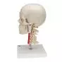 BONElike™ Transparent Human Skull, mounted on cervical spine A283