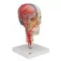 BONElike™ Transparent Human Skull, mounted on cervical spine A283