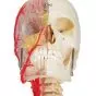 BONElike™ Transparent Human Skull, mounted on cervical spine A283