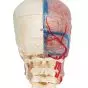 BONElike™ Transparent Human Skull, mounted on cervical spine A283