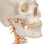 Human Skull on Cervical Spine, A20/1